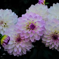 dscf1221